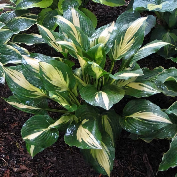 Саженцы Хоста American Sweetheart (Американ Свитхарт) М