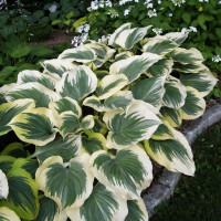 Саженцы Хоста Final Victory (Финал Виктори) XL