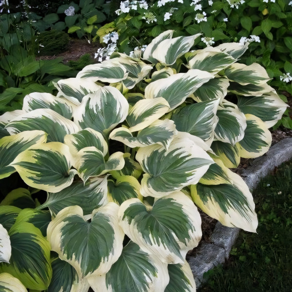 Саженцы Хоста Final Victory (Финал Виктори) XL