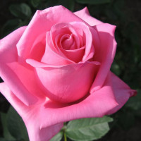 Саженцы Роза чайно-гибридная Аква