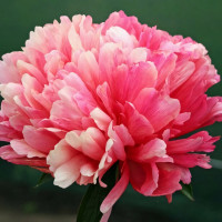 Саженцы Пион Lorelei (Лорелей)