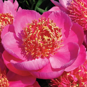 Саженцы Пион Neon (Неон)