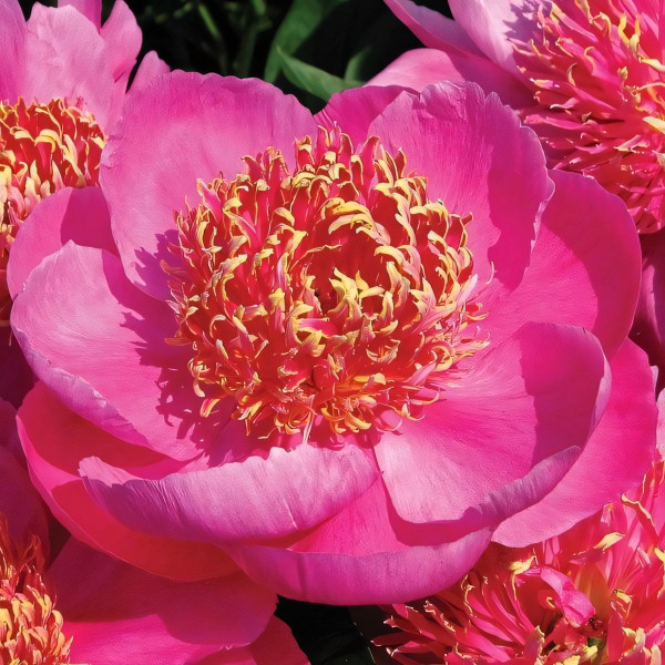 Саженцы Пион Neon (Неон)