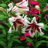 Луковицы Саженцы Лилия ОТ гибрид Altari (Алтари) (3шт.)