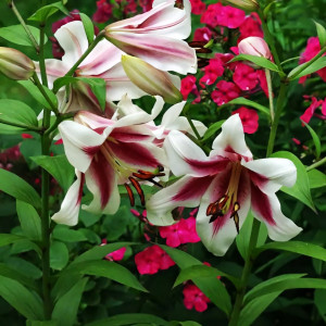  Лилия ОТ гибрид Altari (Алтари)