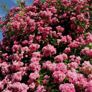 Саженцы Роза плетистая Вартбург