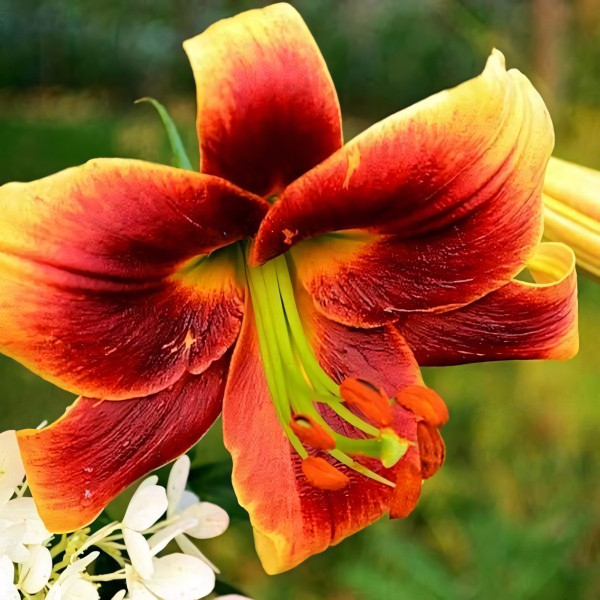 Луковицы Саженцы Лилия ОТ гибрид Debby (Дебби) (3шт.)