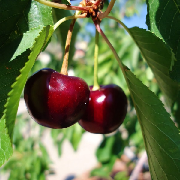 Саженцы Черевишня (дюк) Шпанка