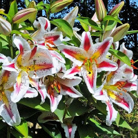 Луковицы  Лилия восточная Playtime (Плейтайм) (3шт.)