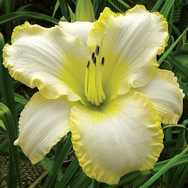 Саженцы Лилейник Blizzard Bay (Близзард Бэй)