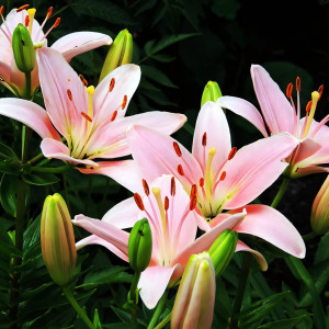  Лилия азиатская Chianti (Кьянти)