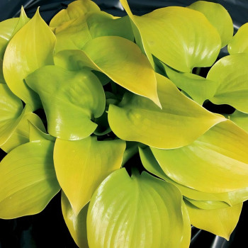 Саженцы Хоста Appletini (Аплетини) S