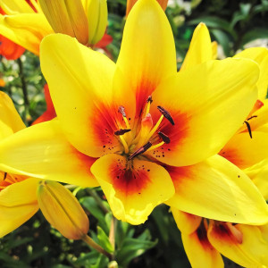  Лилия биколор азиатская Grand Cru (Гранд Крю)