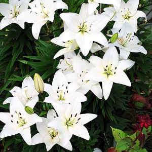  Лилия азиатская Navona (Навона)