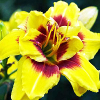 Саженцы Лилейник Mount Helena (Маунт Хелена)