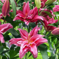 Луковицы  Лилия восточная Roselily Dalinda (Розели Далинда) (3шт.)
