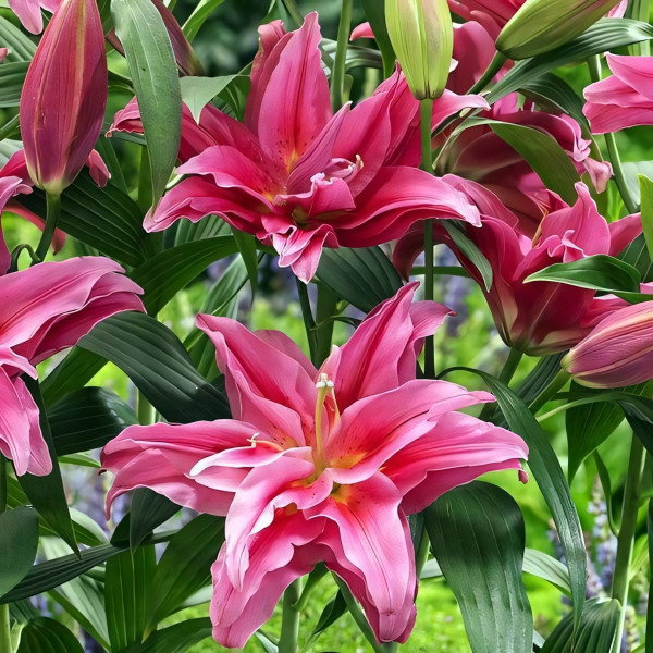 Луковицы  Лилия восточная Roselily Dalinda (Розели Далинда) (3шт.)