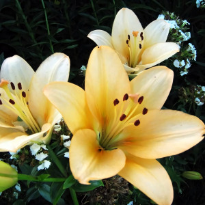 Лилия ЛА гибрид Champagne Diamond (Шампань Диамонд)