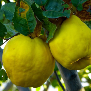 Саженцы Айва Аврора