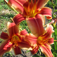 Саженцы Лилейник Ribbonette (Риббонет)