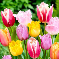 Луковицы Тюльпаны бахромчатые, микс