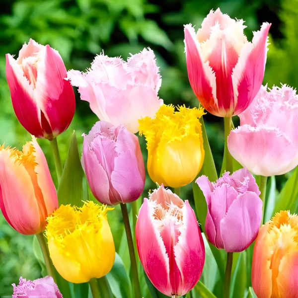 Луковицы Тюльпаны бахромчатые, микс