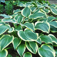 Саженцы Хоста Yellow River (Йеллоу Ривер) L