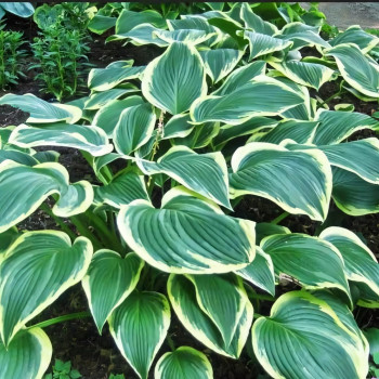 Саженцы Хоста Yellow River (Йеллоу Ривер) L