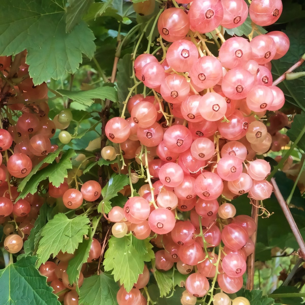 Саженцы Смородина красная Розовый Жемчуг