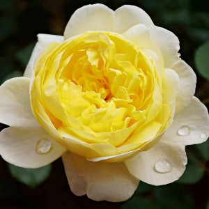 Саженцы Роза английская Зе Поэтс Вайф