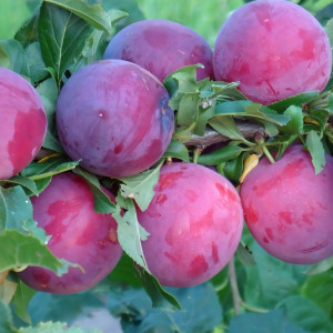 Саженцы Алыча Владимирская Комета