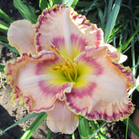 Саженцы Лилейник Sink Into Your Eyes (Синк инто ю айс)