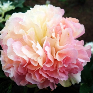 Саженцы Пион Lois Choice (Лоис Чойс)