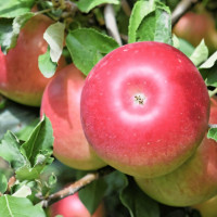 Саженцы Яблоня Анис Алый
