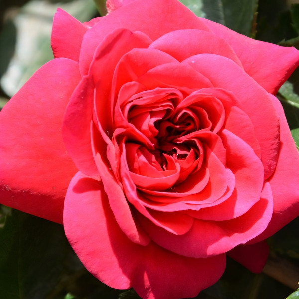 Саженцы Роза флорибунда Сангрия