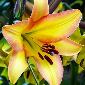  Лилия ОТ гибрид Rising Moon (Райзинг Мун)