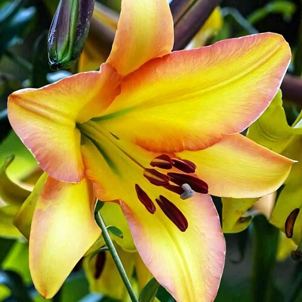 Луковицы Саженцы Лилия ОТ гибрид Rising Moon (Райзинг Мун) (3шт.)