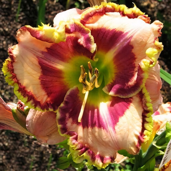 Саженцы Лилейник Mystic Image (Мистик Имейдж)