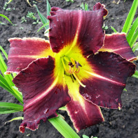 Саженцы Лилейник Eight Miles High (Эйт Майлс Най)