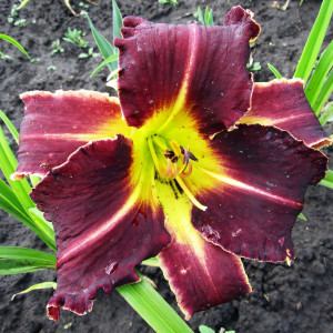 Саженцы Лилейник Eight Miles High (Эйт Майлс Най)