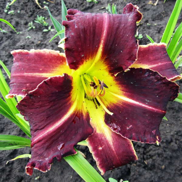 Саженцы Лилейник Eight Miles High (Эйт Майлс Най)