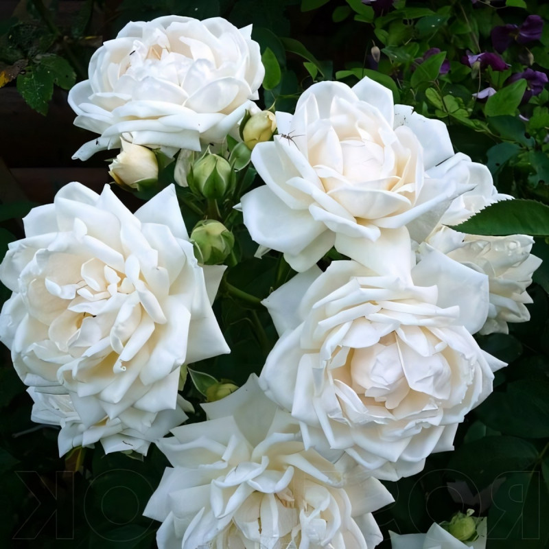 Саженцы Роза плетистая Ильзе Крон Супериор