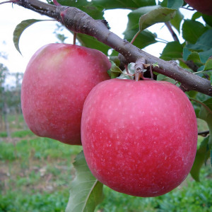 Саженцы Яблоня Пинк Леди