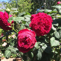 Саженцы Роза чайно-гибридная Госпел