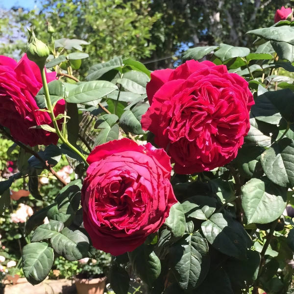 Саженцы Роза чайно-гибридная Госпел