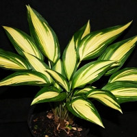 Саженцы Хоста Glamour