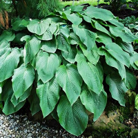 Саженцы Хоста гибридная T Rex (Ти Рэкс) XL