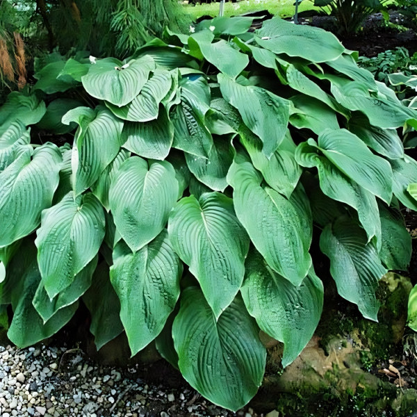 Саженцы Хоста гибридная T Rex (Ти Рэкс) XL