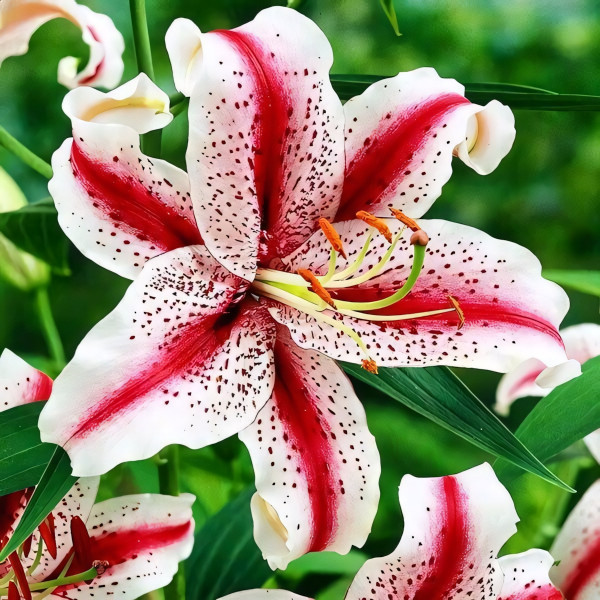 Луковицы  Лилия восточная Dizzy (Диззи) (3шт.)