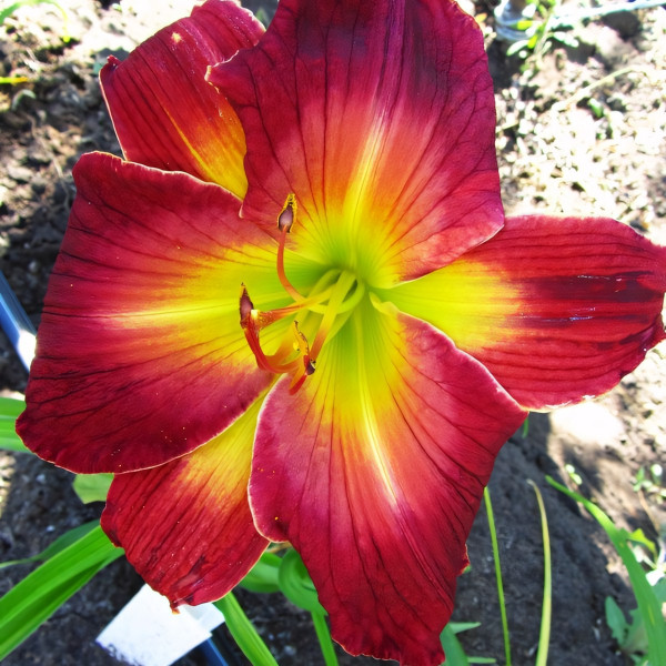 Саженцы Лилейник Mars Attacks (Марс Атак)